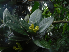 Amphitecna apiculata