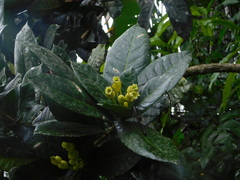 Amphitecna apiculata