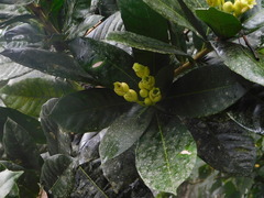 Amphitecna apiculata