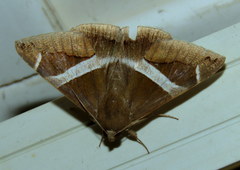 Bastilla arctotaenia