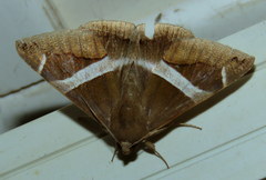 Bastilla arctotaenia