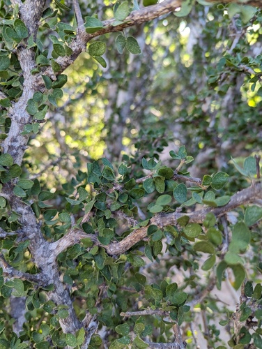Guaiacum unijugum (Guaiacum unijugum)