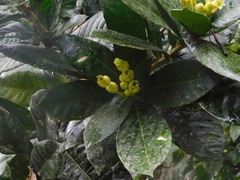 Amphitecna apiculata