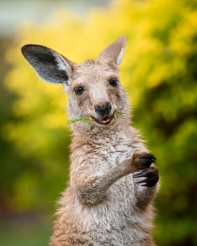 オオカンガルー