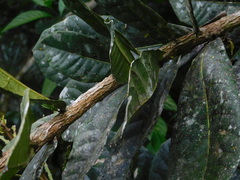 Amphitecna apiculata