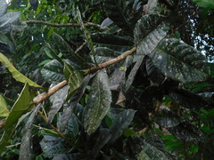 Amphitecna apiculata