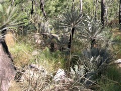 Cycas calcicola