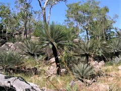 Cycas calcicola