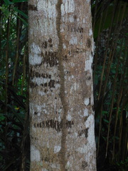 Amphitecna apiculata