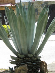 Agave ×