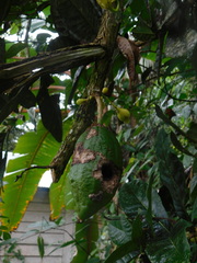 Amphitecna apiculata