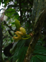 Amphitecna apiculata