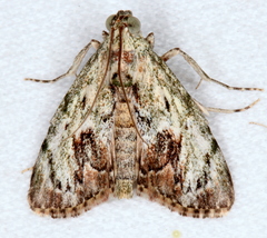 Enchesphora recurvalis