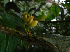 Amphitecna apiculata