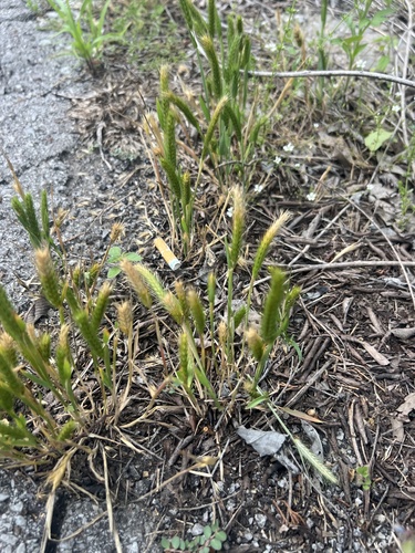 Little barley (Hordeum pusillum)