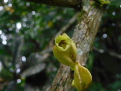 Amphitecna apiculata