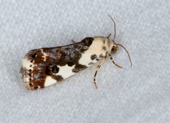 Acontia nivipicta