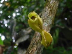 Amphitecna apiculata