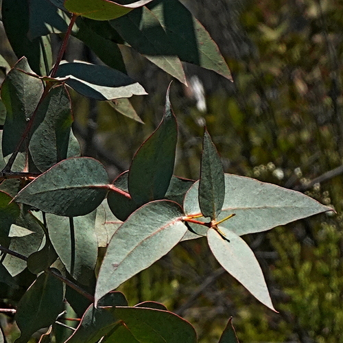 Gippsland Swamp Box (Eucalyptus conspicua)