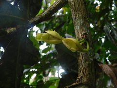 Amphitecna apiculata