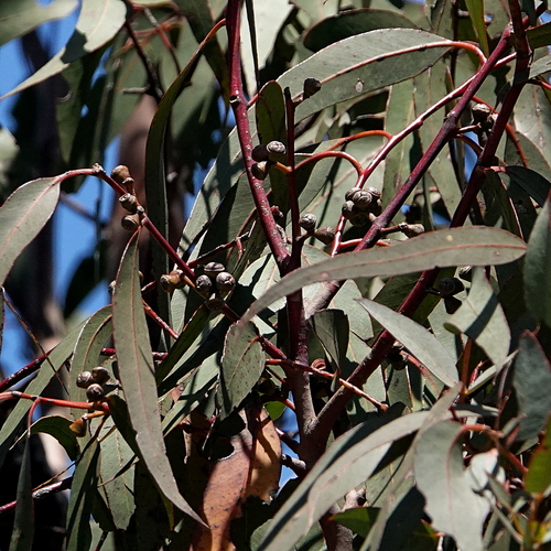 Image of Eucalyptus conspicua by (c) Max Campbell, some rights reserved (CC BY)