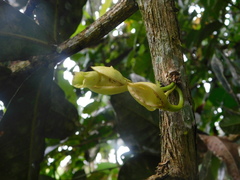 Amphitecna apiculata