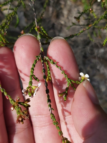 Image of Baeckea brevifolia by (c) Tim, some rights reserved (CC BY)