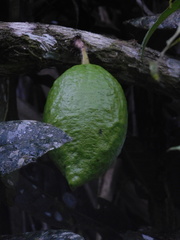 Amphitecna apiculata