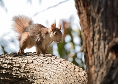 Sciurus vulgaris