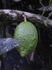 Amphitecna apiculata