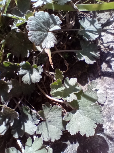 Image of Geranium socolateum by (c) John Barkla, some rights reserved (CC BY)