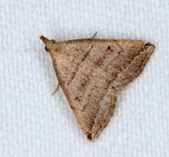 Lysimelia lenis