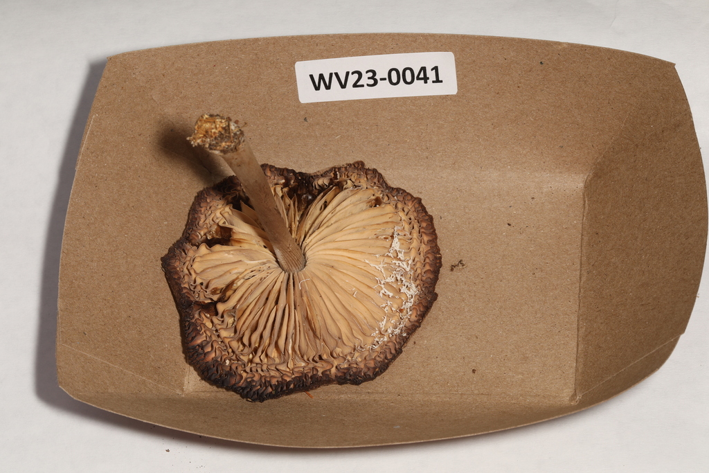 Marasmius nigrodiscus from Centre Hall, PA 16828, USA on August 4, 2023 ...