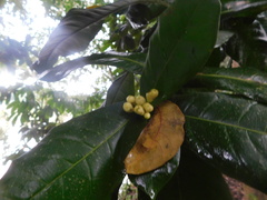 Amphitecna apiculata