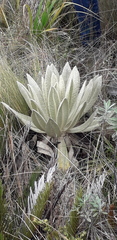 Espeletia pycnophylla
