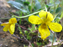 Viola purpurea quercetorum