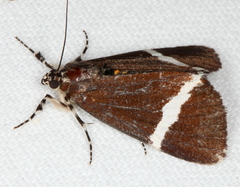 Coenotoca subaspersa