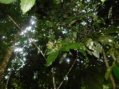 Primulaceae