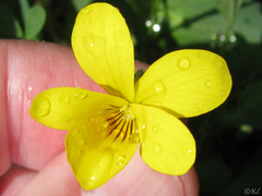 Viola purpurea quercetorum