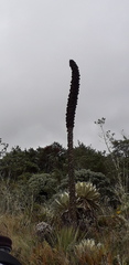 Puya hamata
