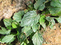 Viola purpurea quercetorum