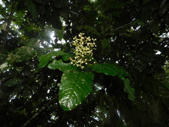 Primulaceae