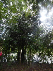 Primulaceae