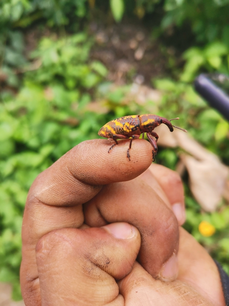 Lixus germari