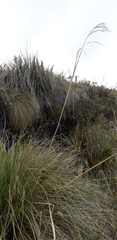 Cortaderia nitida