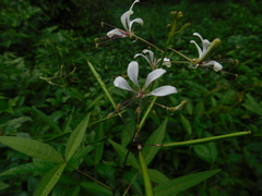 Cleome serrata