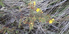 Hypericum laricifolium