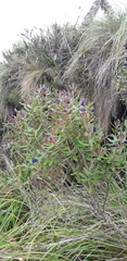 Monnina crassifolia