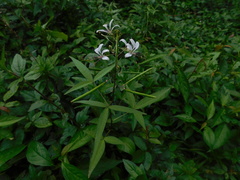 Cleome serrata