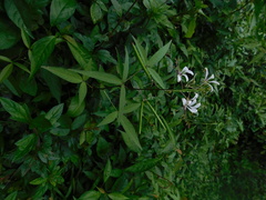 Cleome serrata